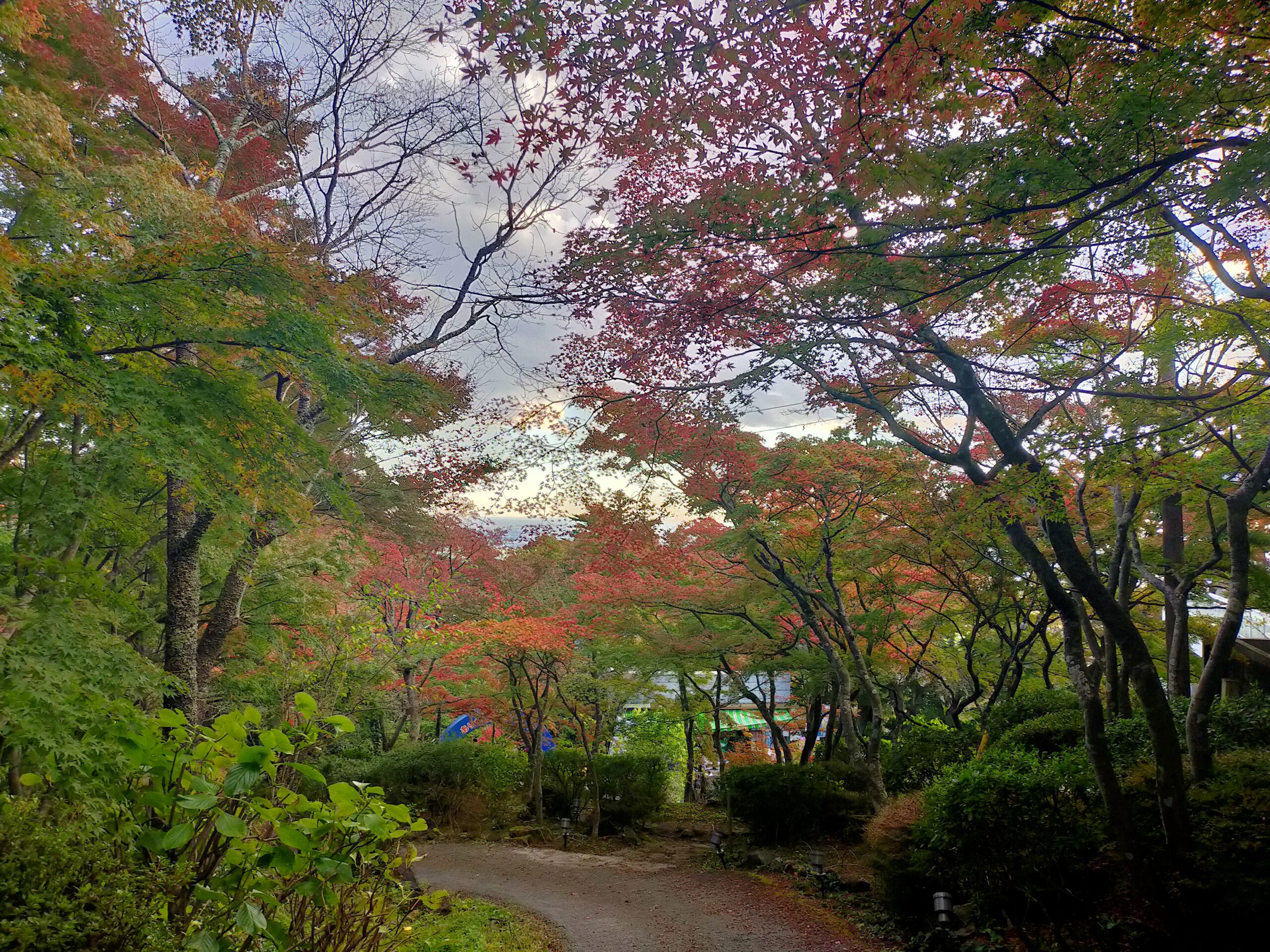 紅葉 筑波山色づき情報 ２０２１年１１月１０日現在 一般社団法人つくば観光コンベンション協会