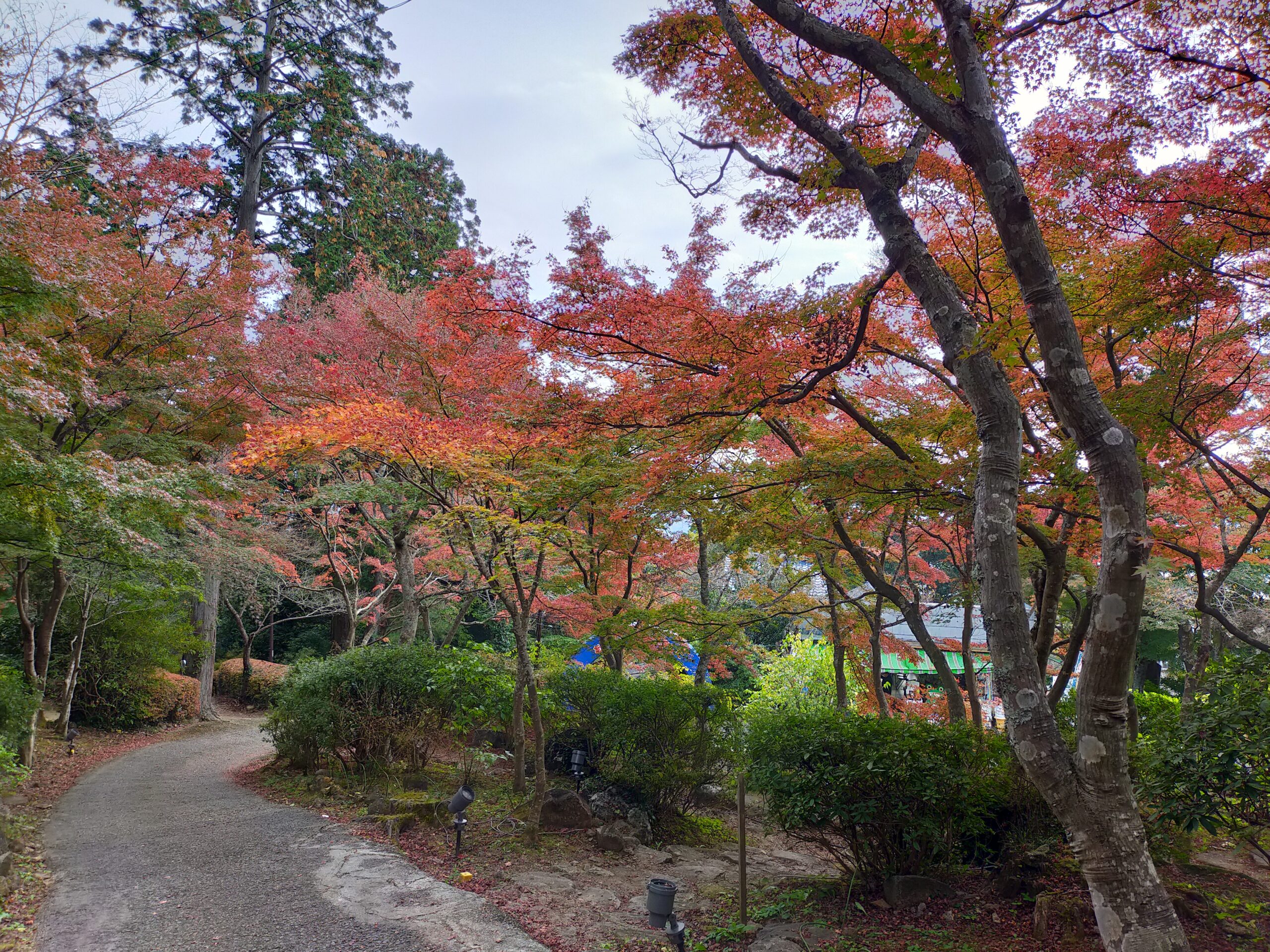紅葉 筑波山色づき情報 ２０２１年１１月１６日現在 一般社団法人つくば観光コンベンション協会