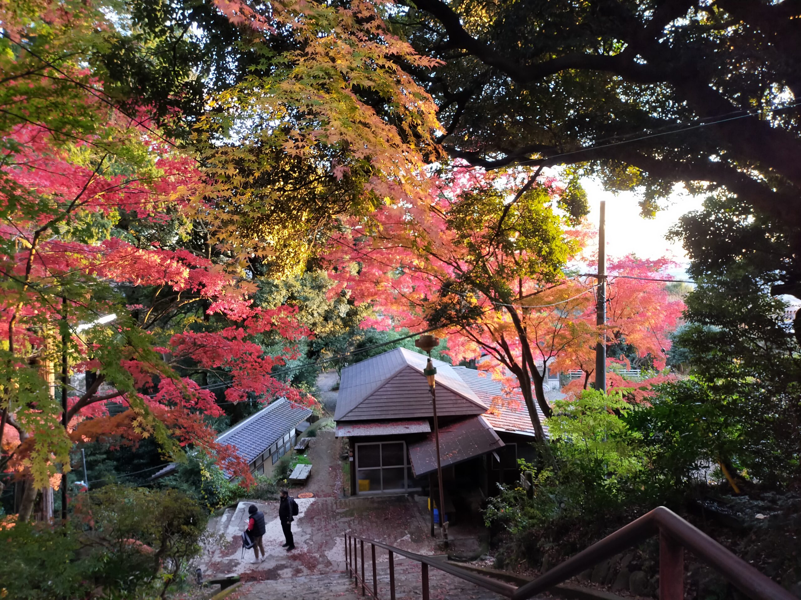 紅葉 筑波山色づき情報 ２０２１年１２月２日現在 一般社団法人つくば観光コンベンション協会