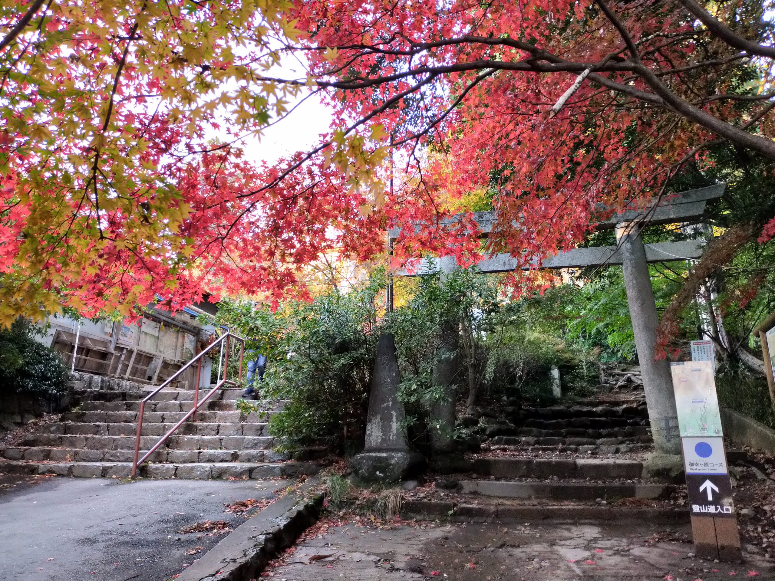 紅葉 筑波山色づき情報 ２０２１年１２月２日現在 一般社団法人つくば観光コンベンション協会